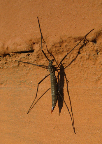 Tipule con ali farlocche: Tipula pagana?
